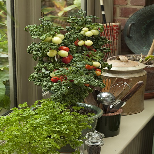 Best Bush Tomatoes To Grow In Containers In The UK